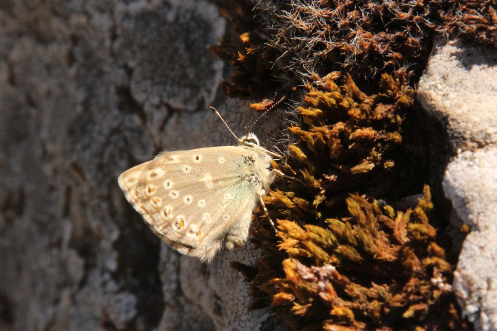 Alcune specie che non ho trovato in galleria